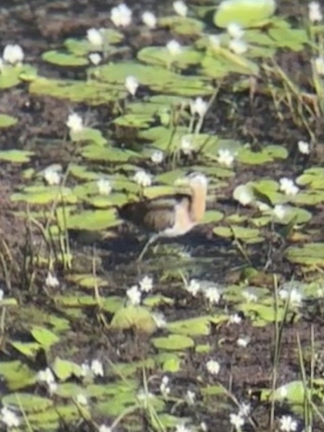 Pheasant-tailed Jacana - ML647601564