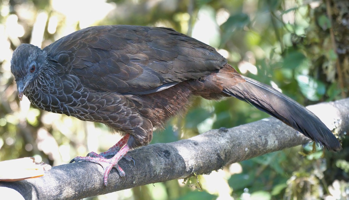 Andean Guan - ML647601568