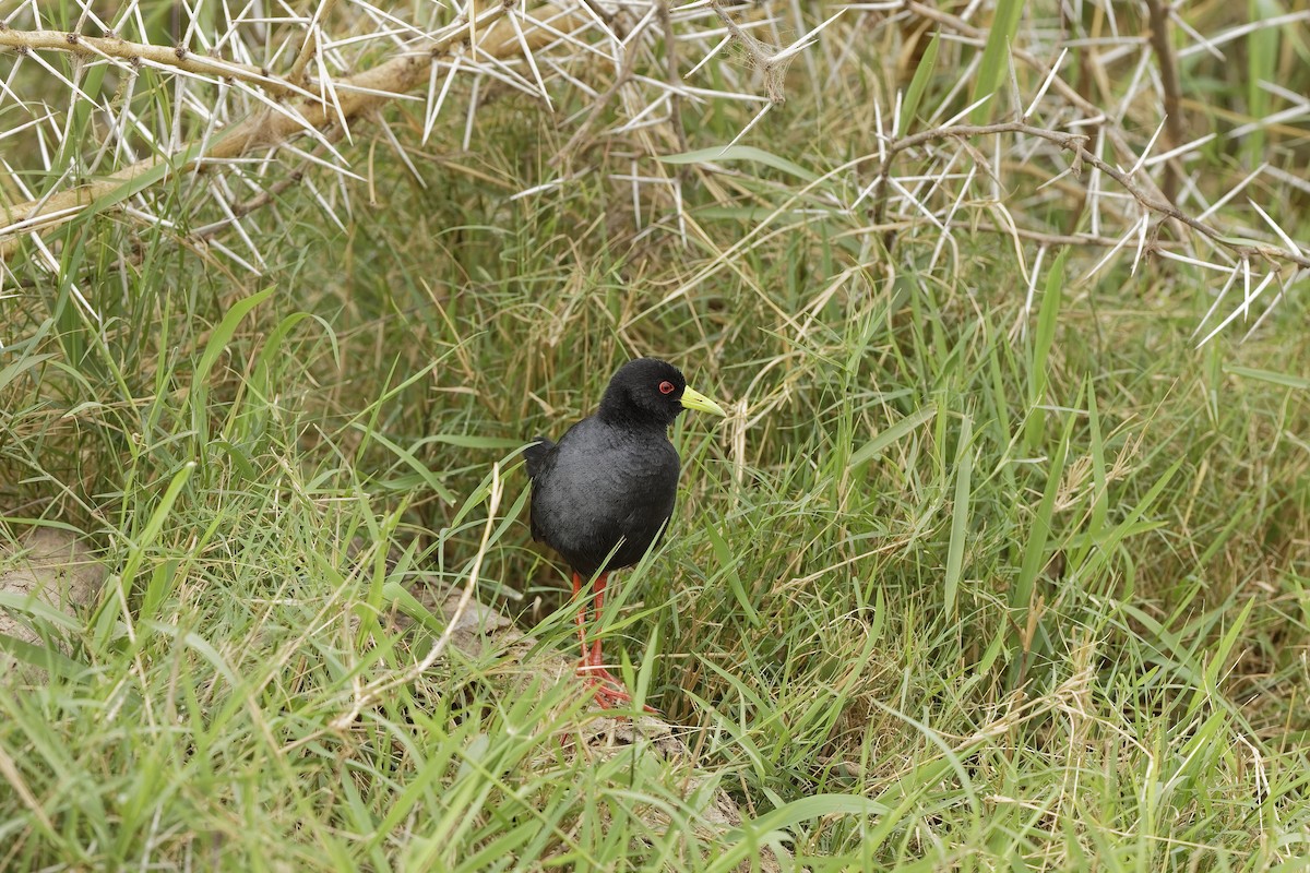 svartrikse - ML647601581