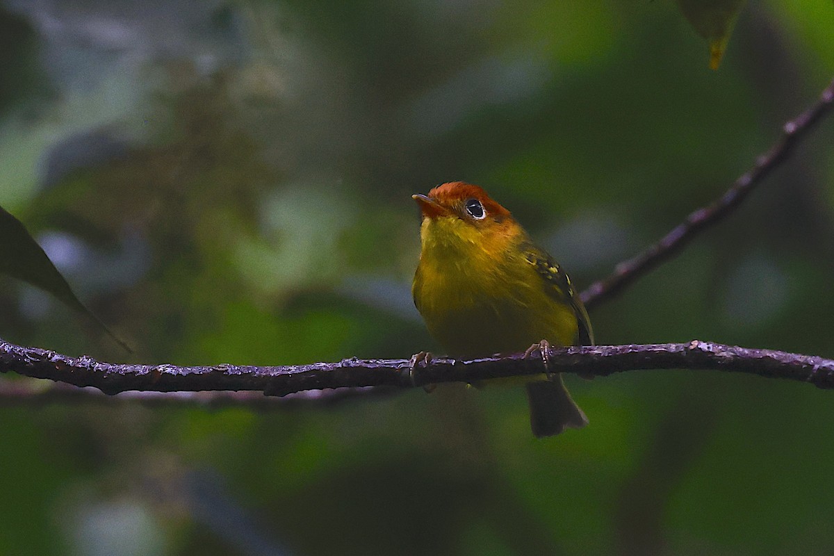 Yellow-breasted Warbler - ML647601601