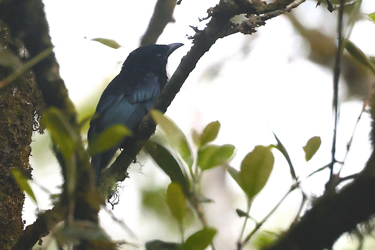 Hair-crested Drongo (Bornean) - ML647601610