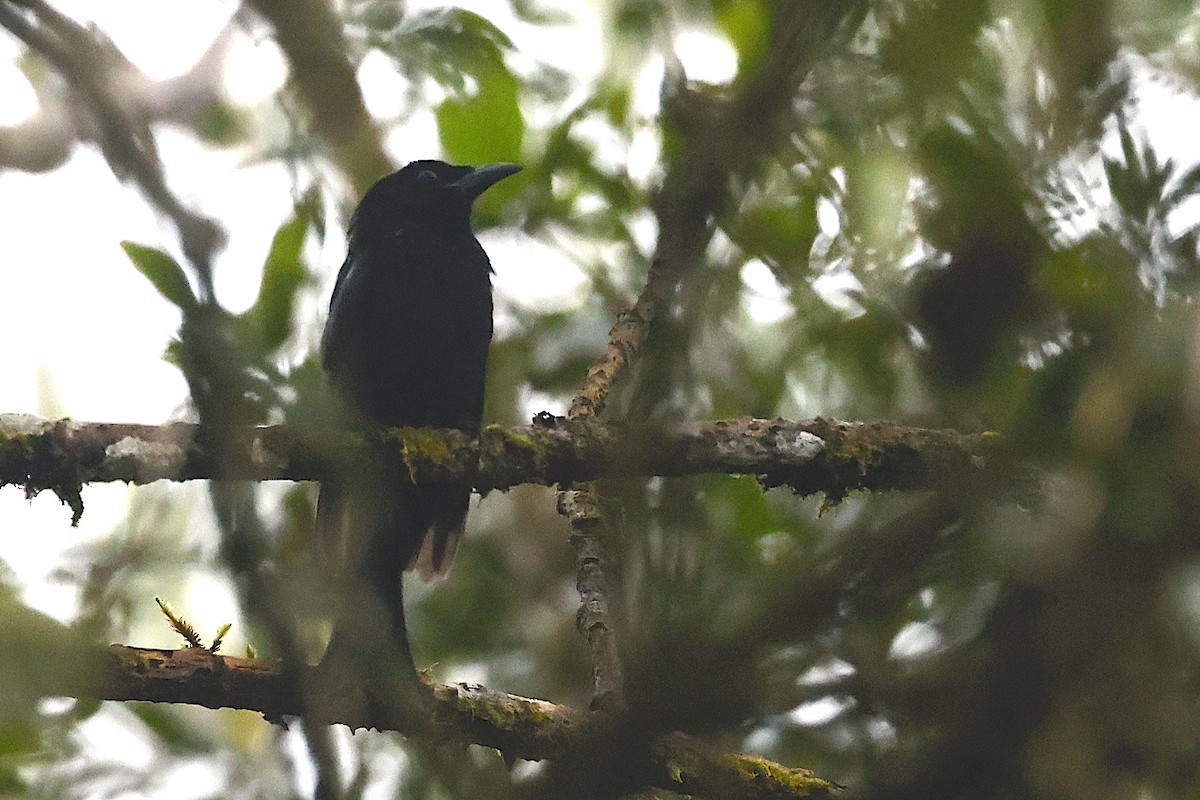 Hair-crested Drongo (Bornean) - ML647601612