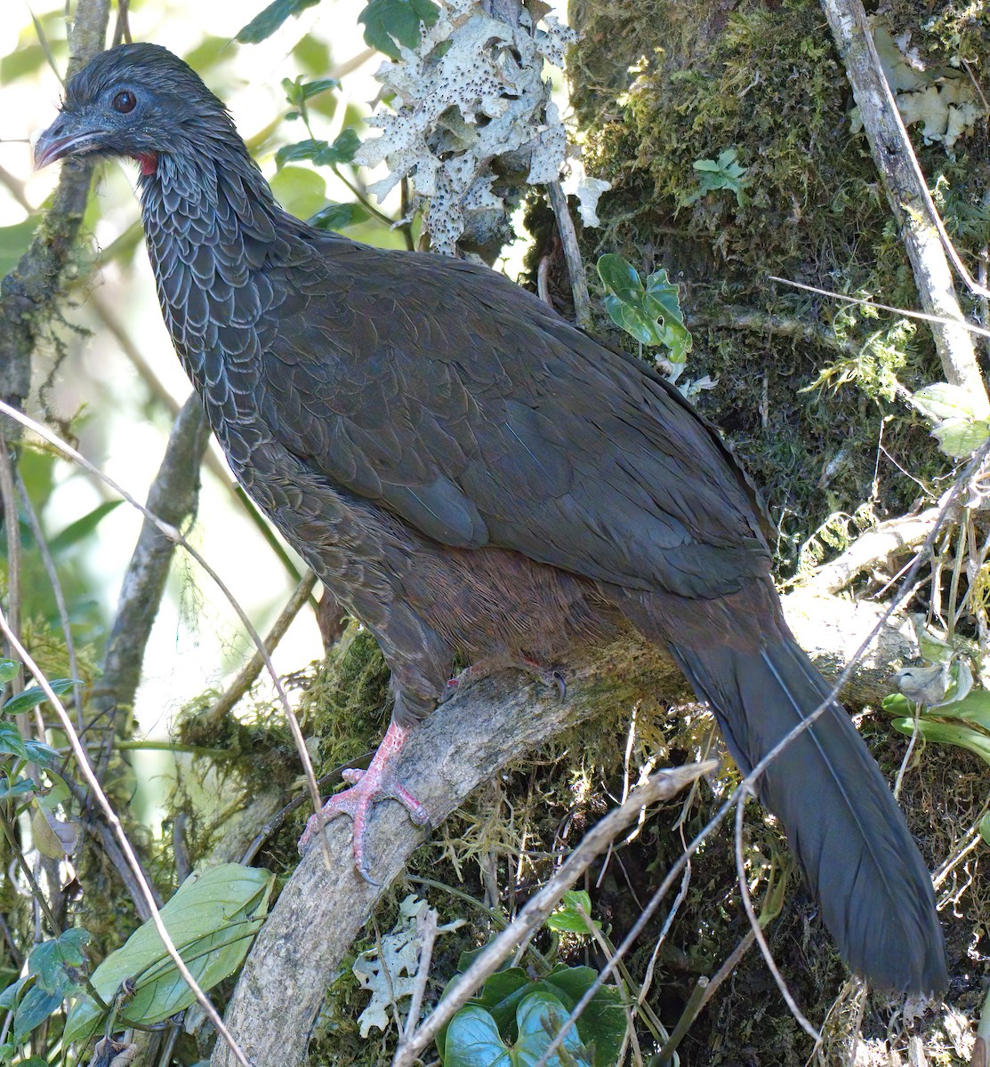 Andean Guan - ML647601613