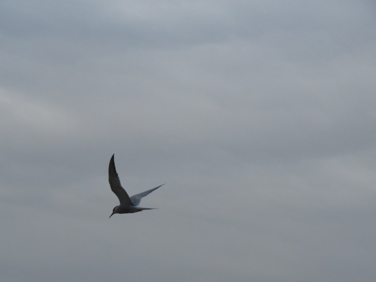 Common Tern - ML647601642
