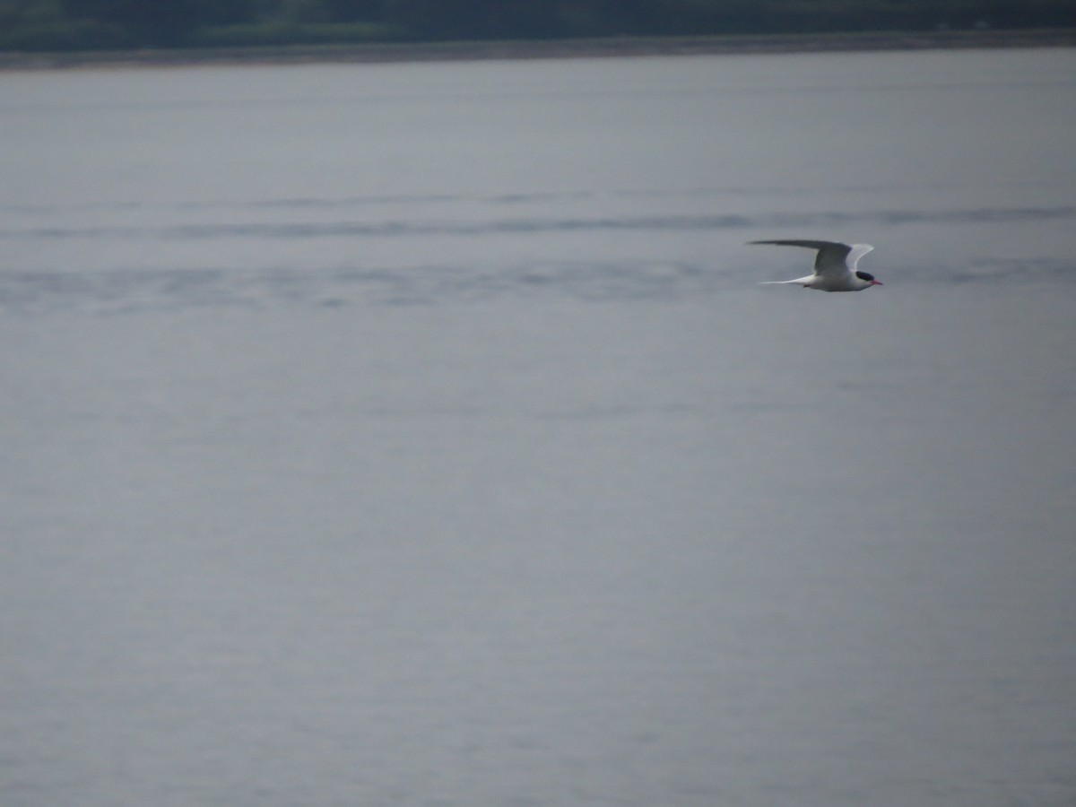 Common Tern - ML647601643