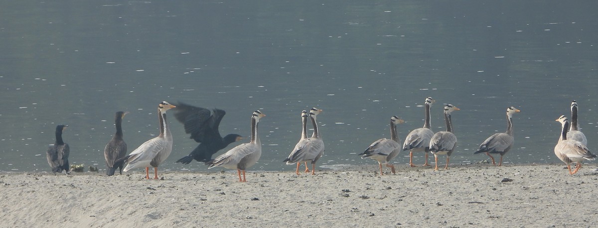 Oie à tête barrée - ML647601669