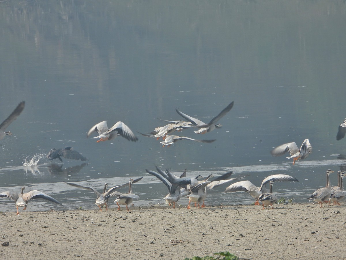 Oie à tête barrée - ML647601670