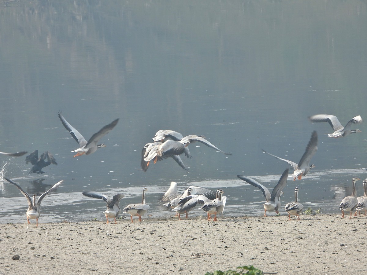 Oie à tête barrée - ML647601671