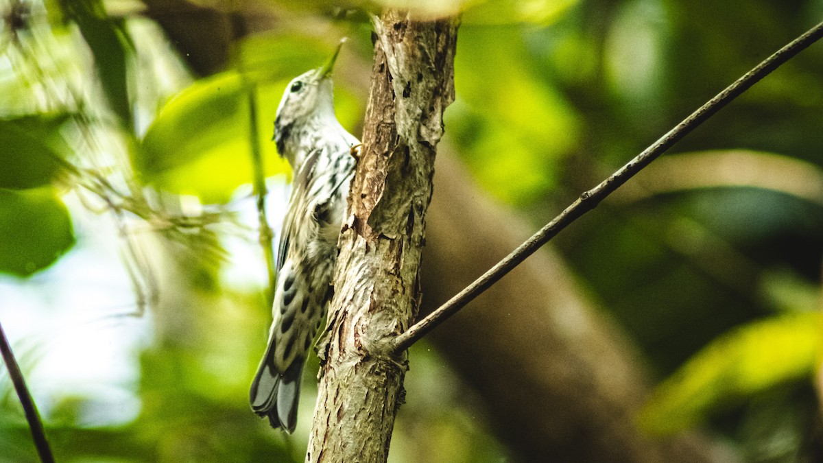 Northern Waterthrush - ML647601687