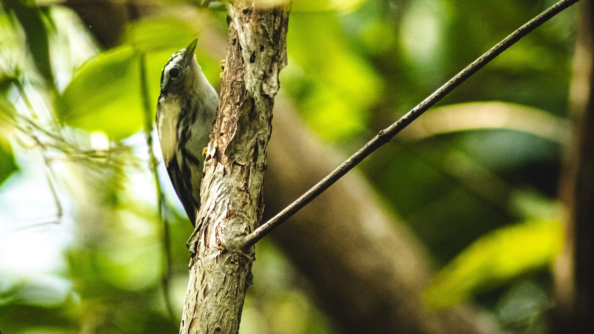 Northern Waterthrush - ML647601688