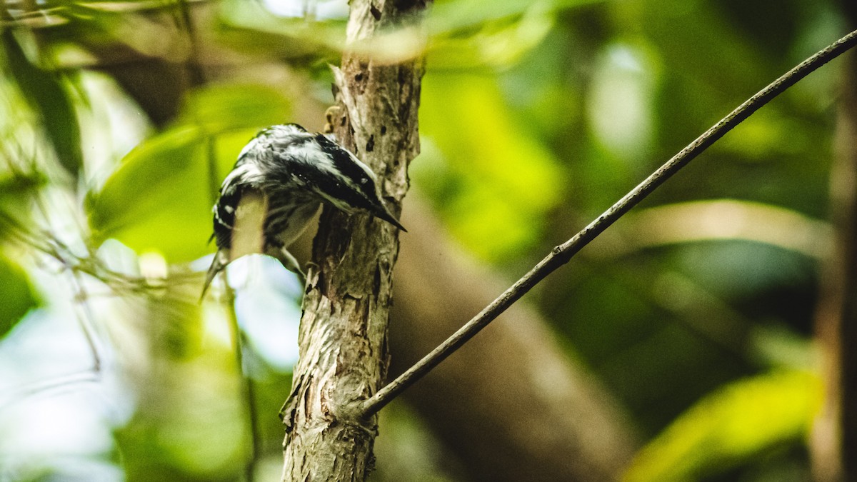 Northern Waterthrush - ML647601689