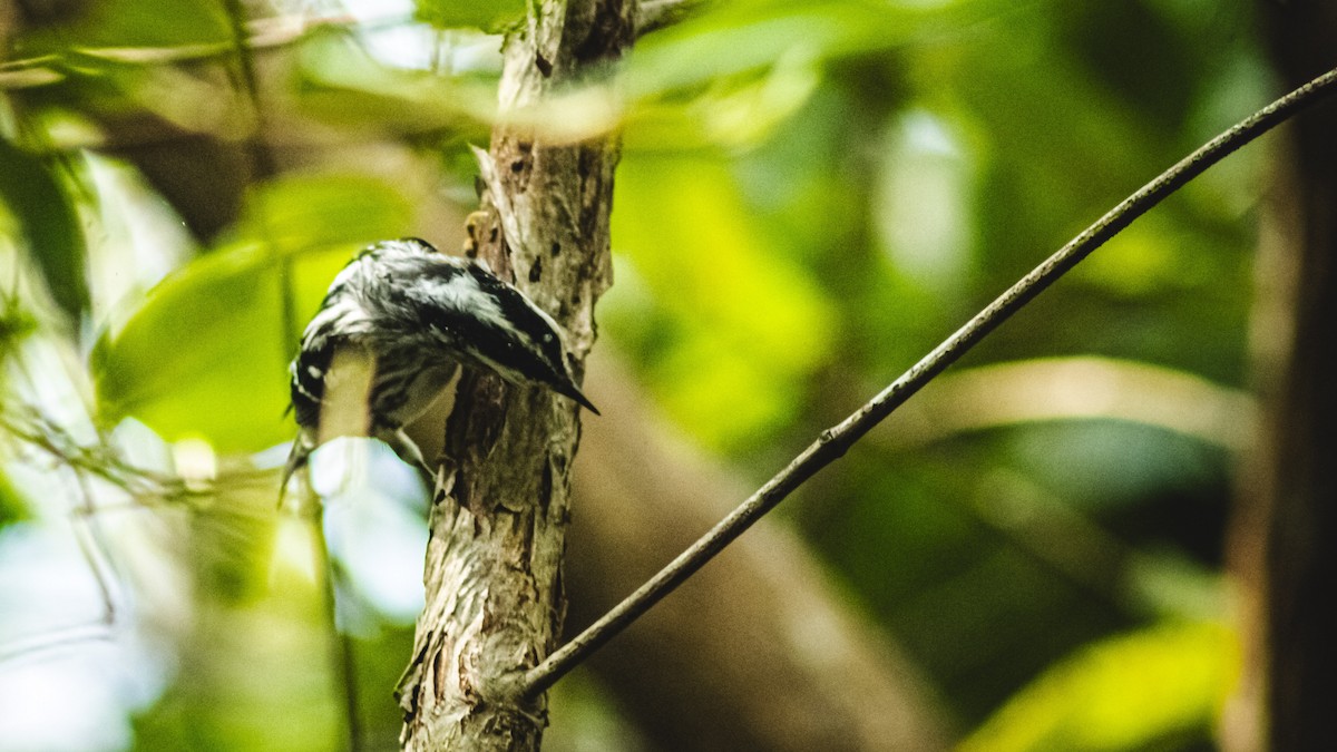 Northern Waterthrush - ML647601690