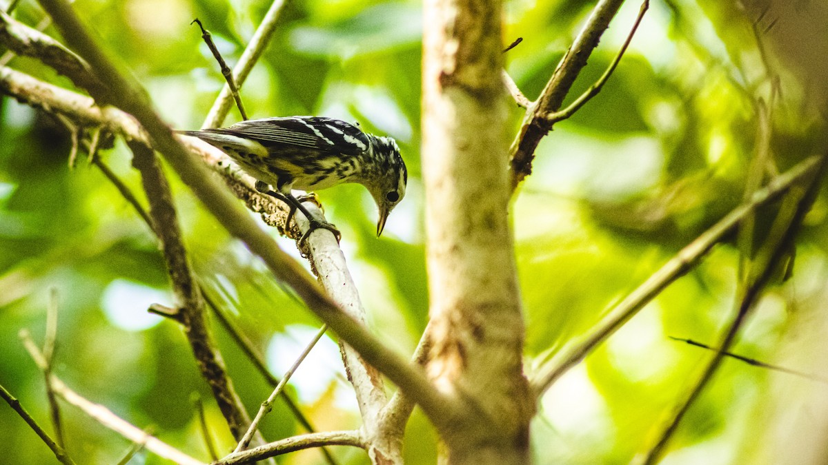 Black-and-white Warbler - ML647601691