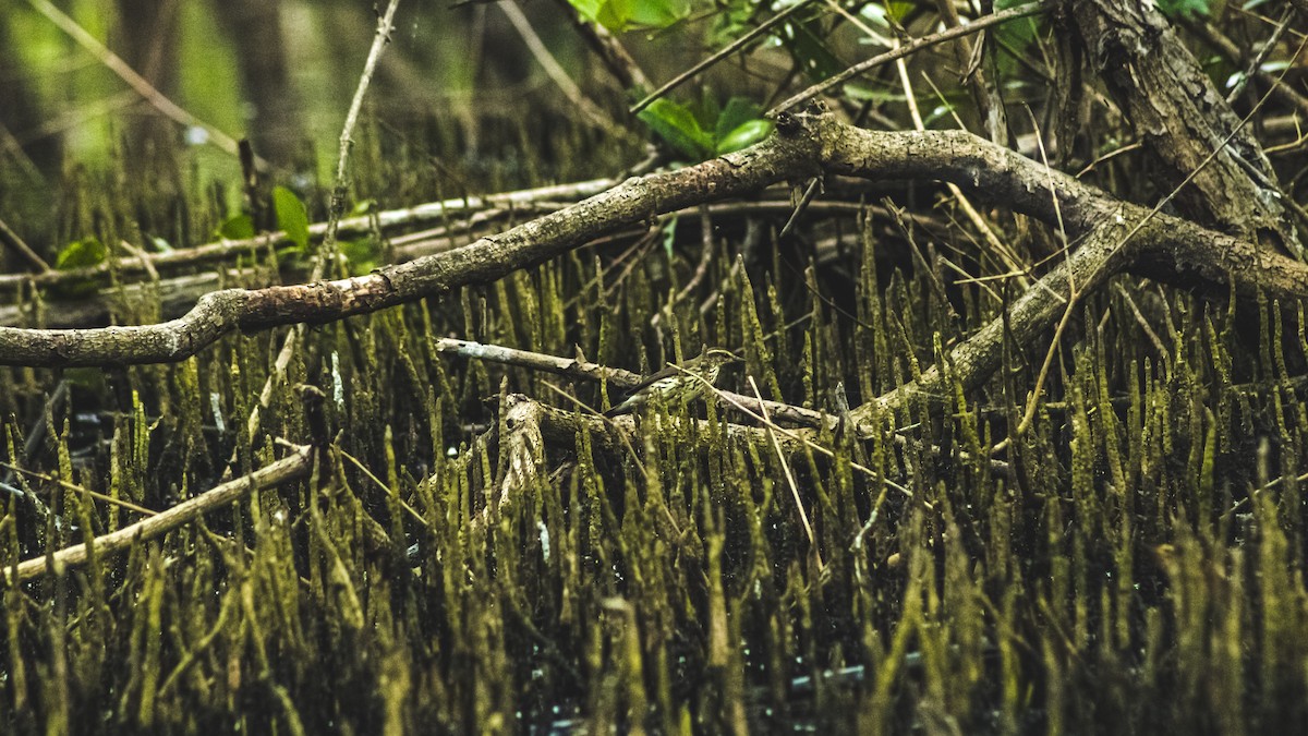 Northern Waterthrush - ML647601692