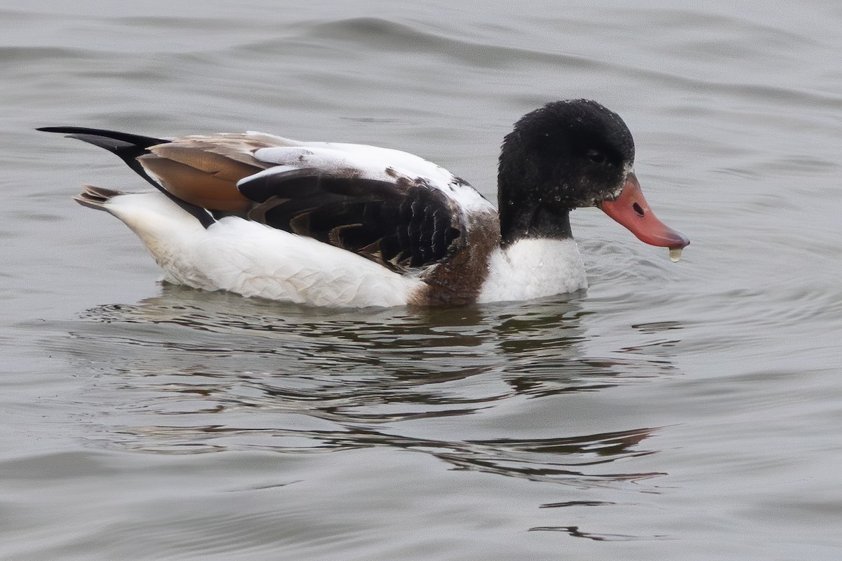 Common Shelduck - ML647601694