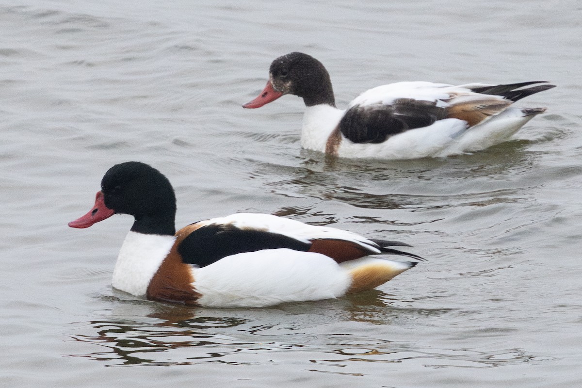 Common Shelduck - ML647601695