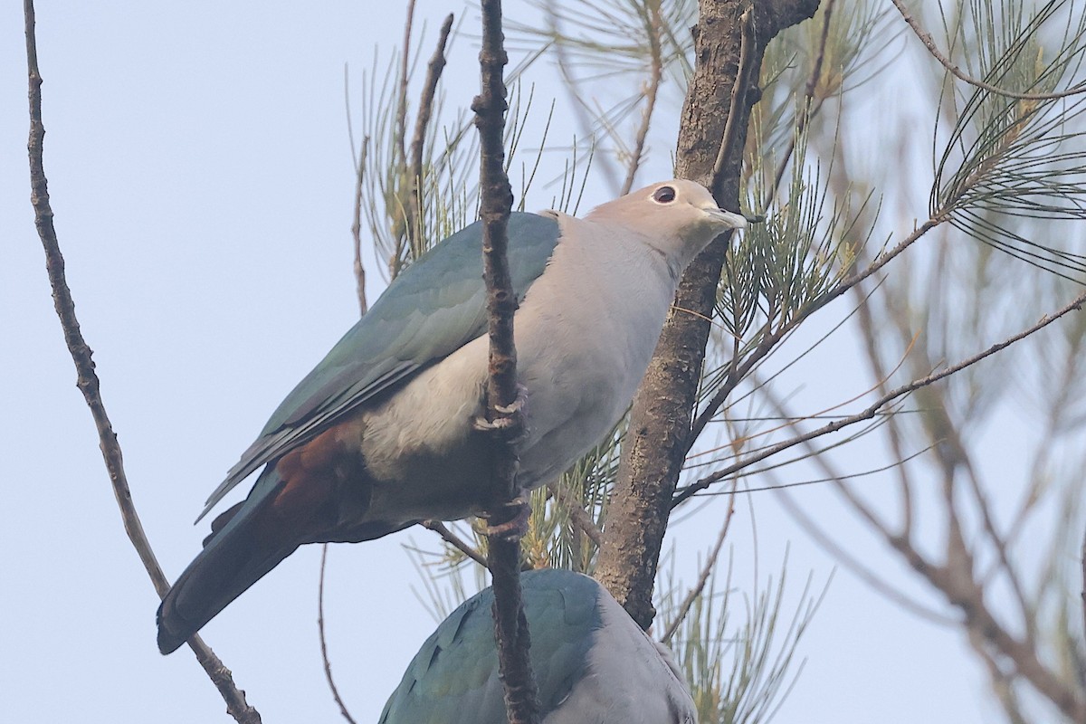 Yeşil Has Güvercin [aenea grubu] - ML647601697