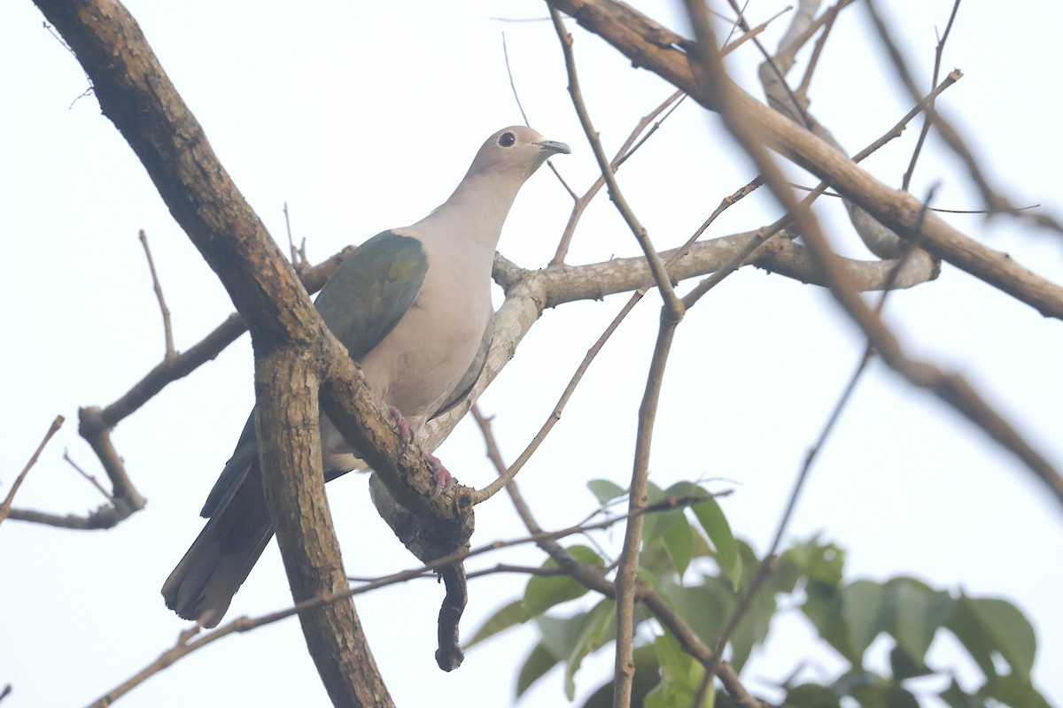 Yeşil Has Güvercin [aenea grubu] - ML647601698