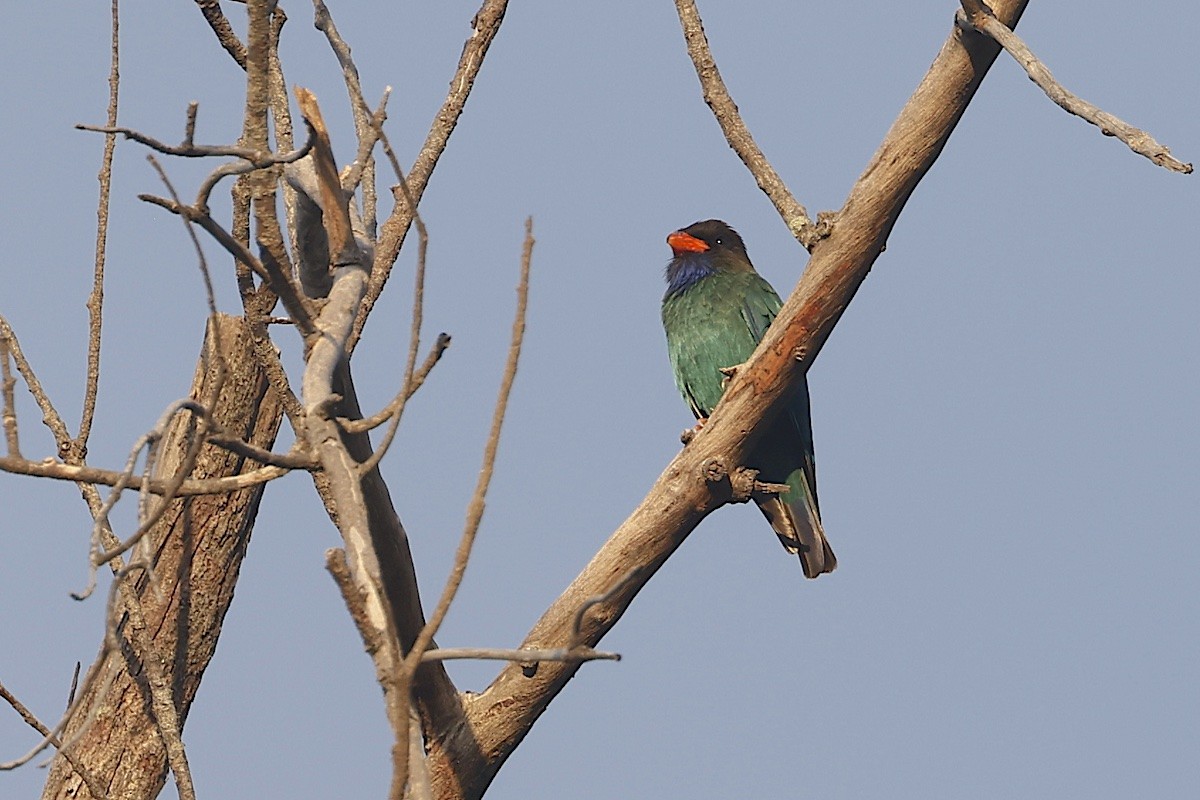 Dollarbird - ML647601699