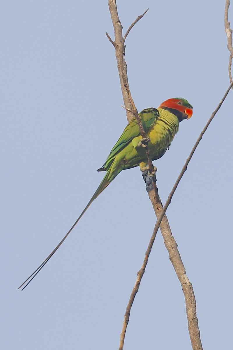 Long-tailed Parakeet - ML647601701
