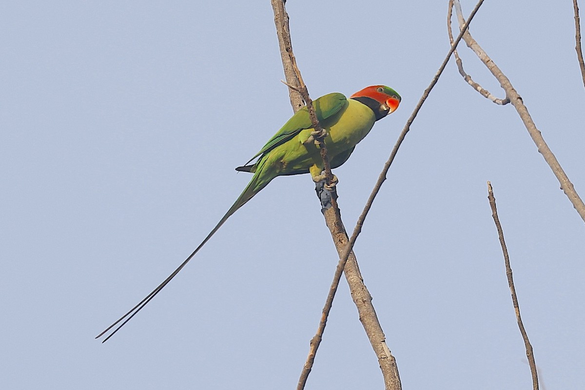 Long-tailed Parakeet - ML647601702