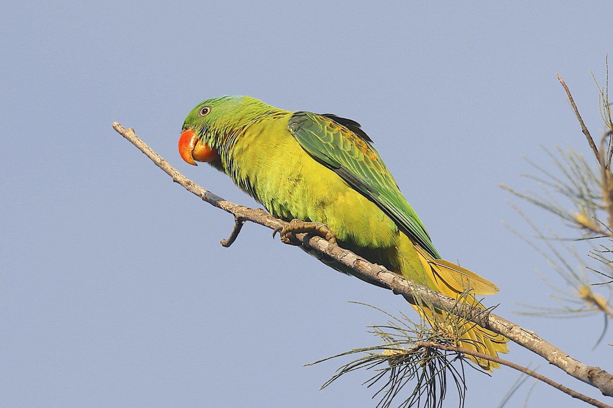 Blue-naped Parrot - ML647601704
