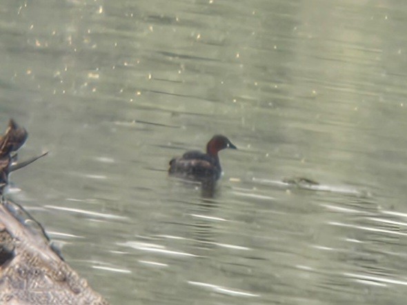 Little Grebe - ML647601706