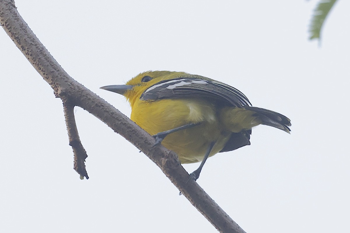 Common Iora - ML647601707