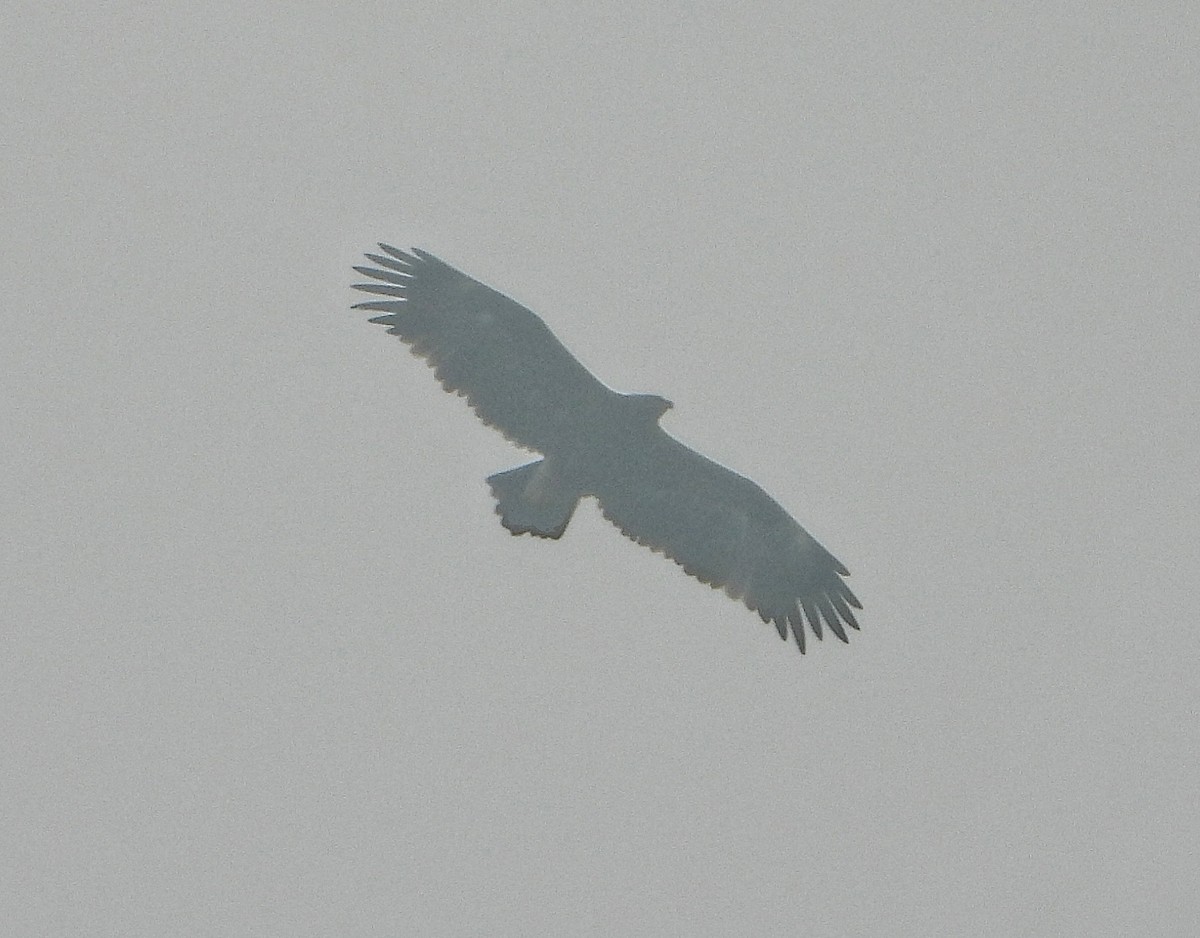 Greater Spotted Eagle - ML647601708