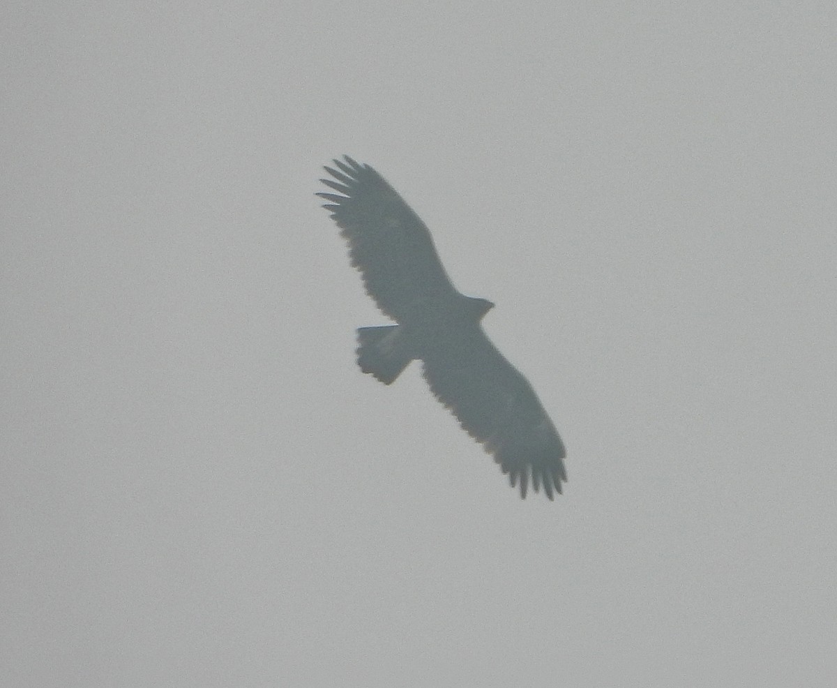 Greater Spotted Eagle - ML647601709