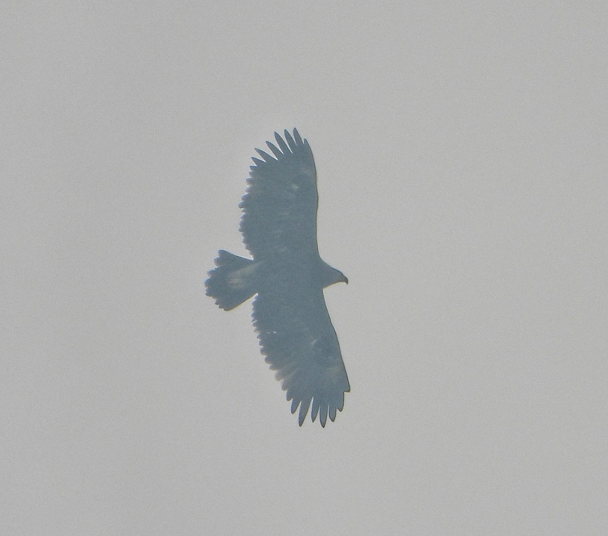 Greater Spotted Eagle - ML647601710