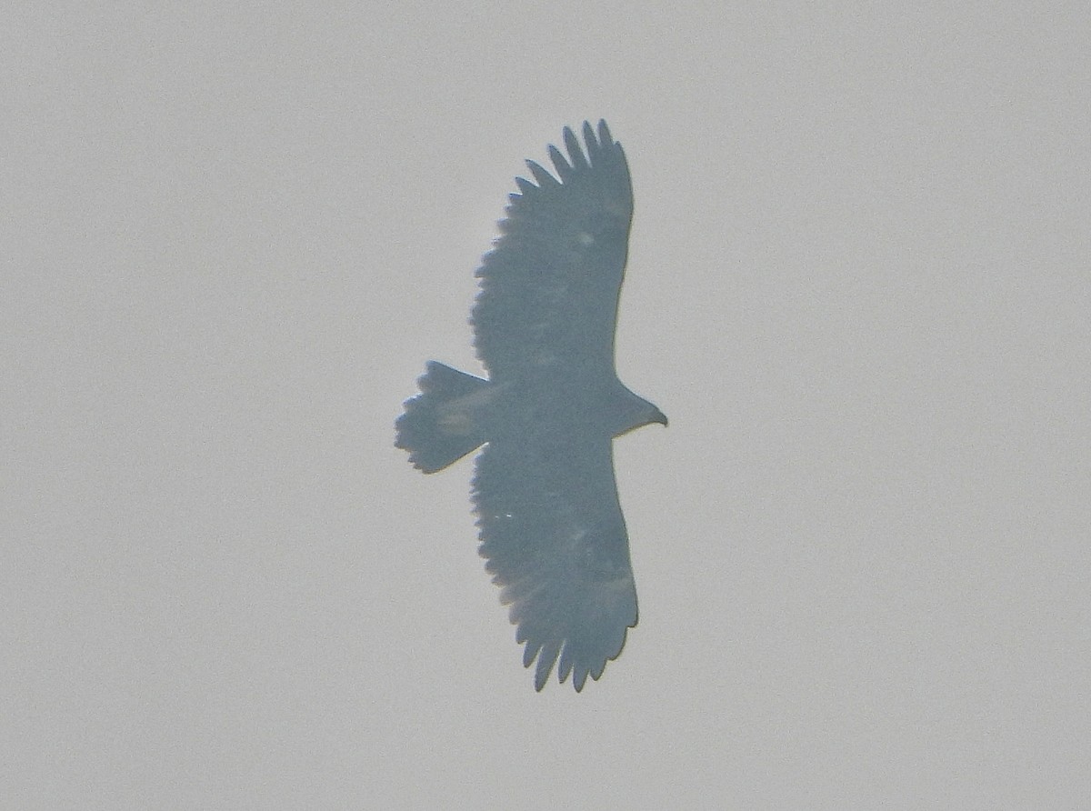 Greater Spotted Eagle - ML647601711