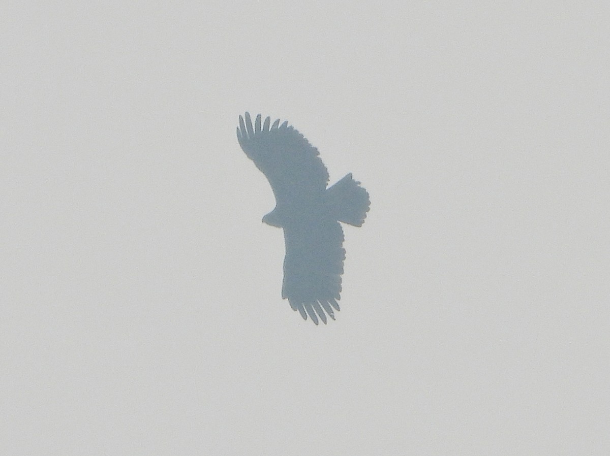 Greater Spotted Eagle - ML647601713