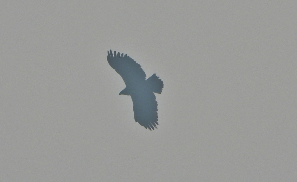 Greater Spotted Eagle - ML647601714