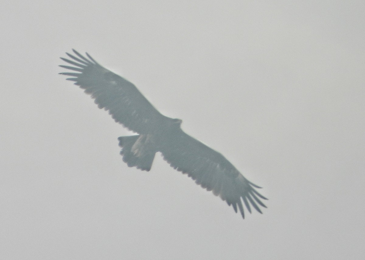 Greater Spotted Eagle - ML647601715