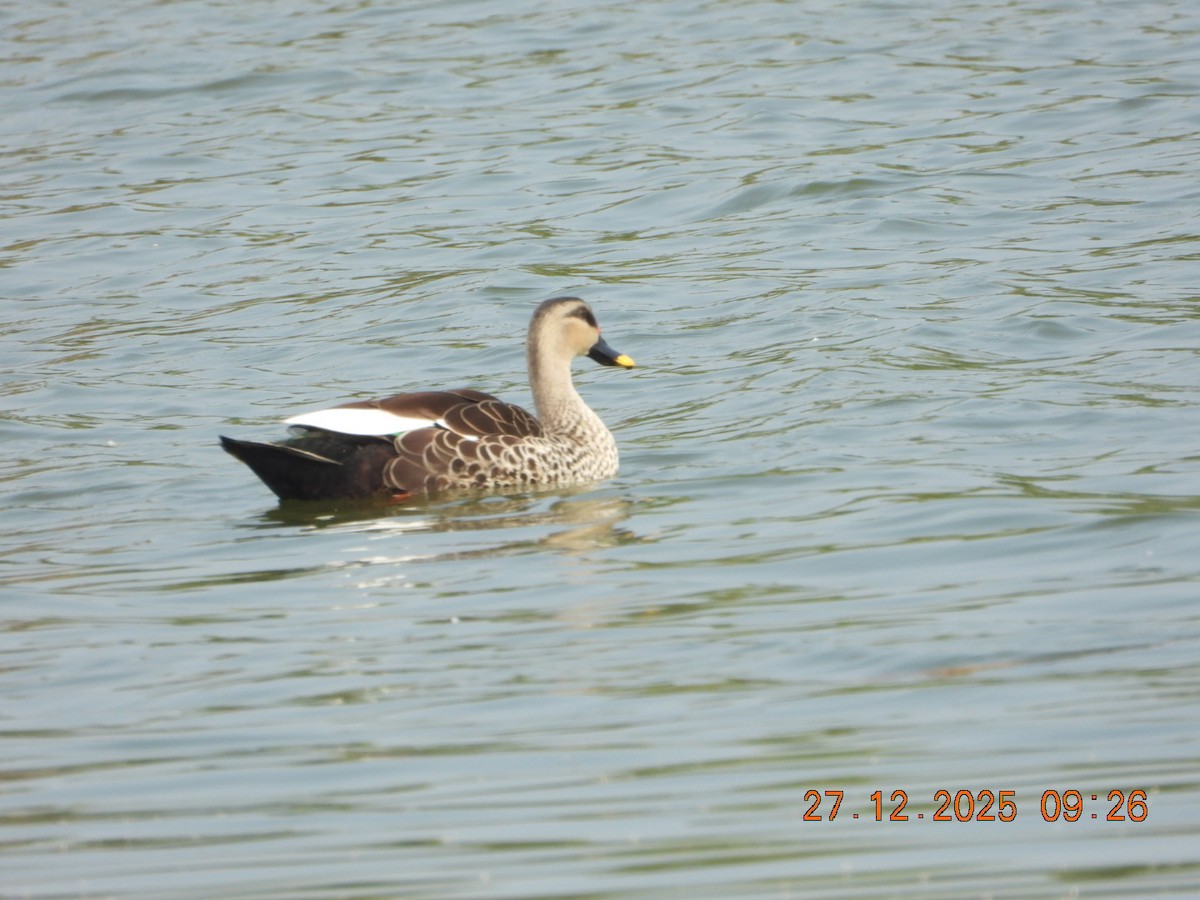 Indian Spot-billed Duck - ML647601716