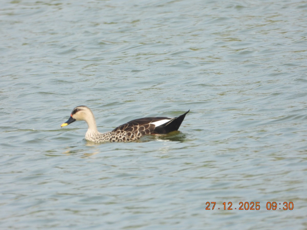 Indian Spot-billed Duck - ML647601717
