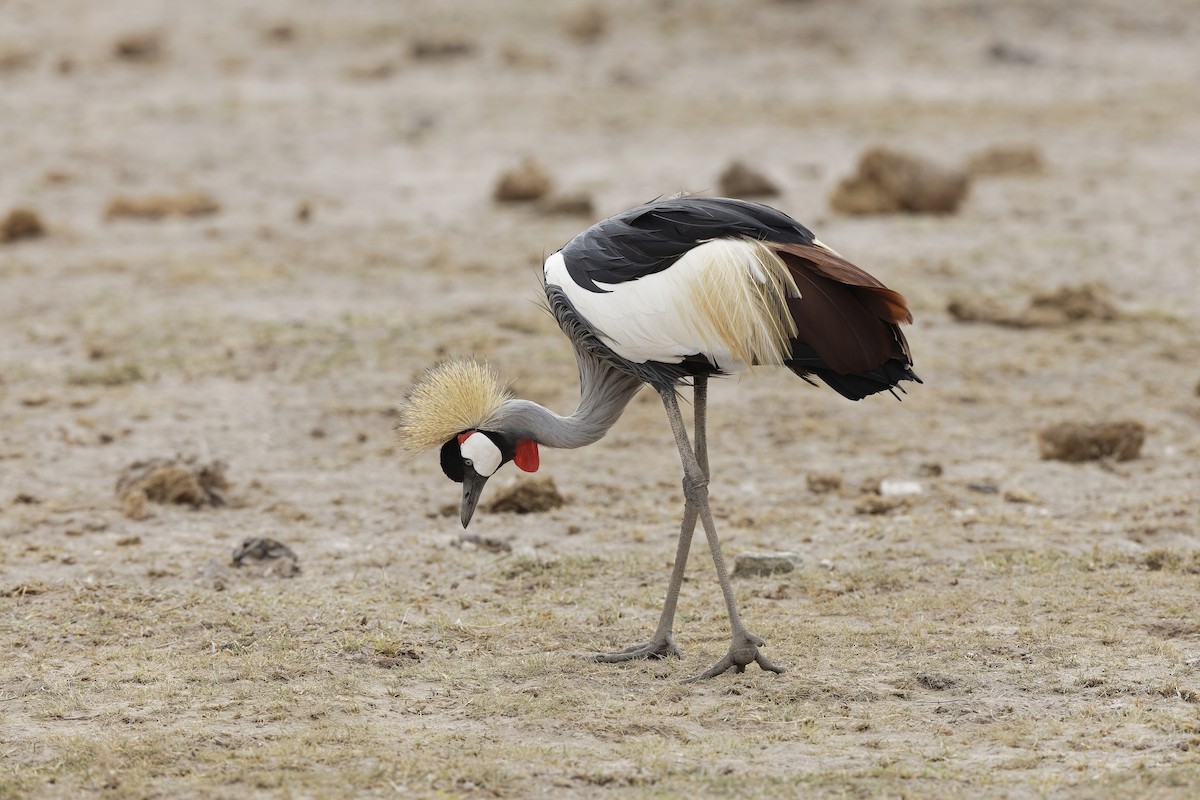 Gray Crowned-Crane - ML647601718
