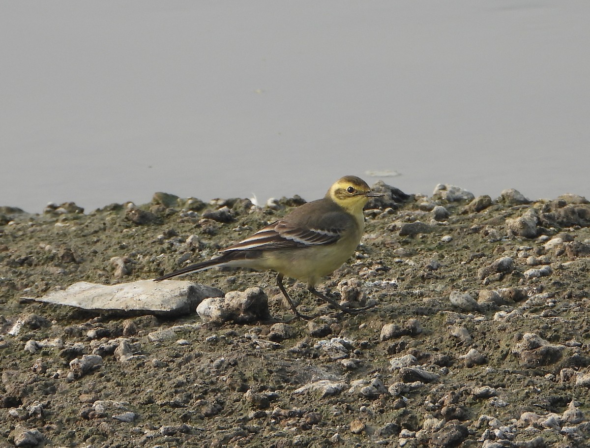 Citrine Wagtail - ML647601720
