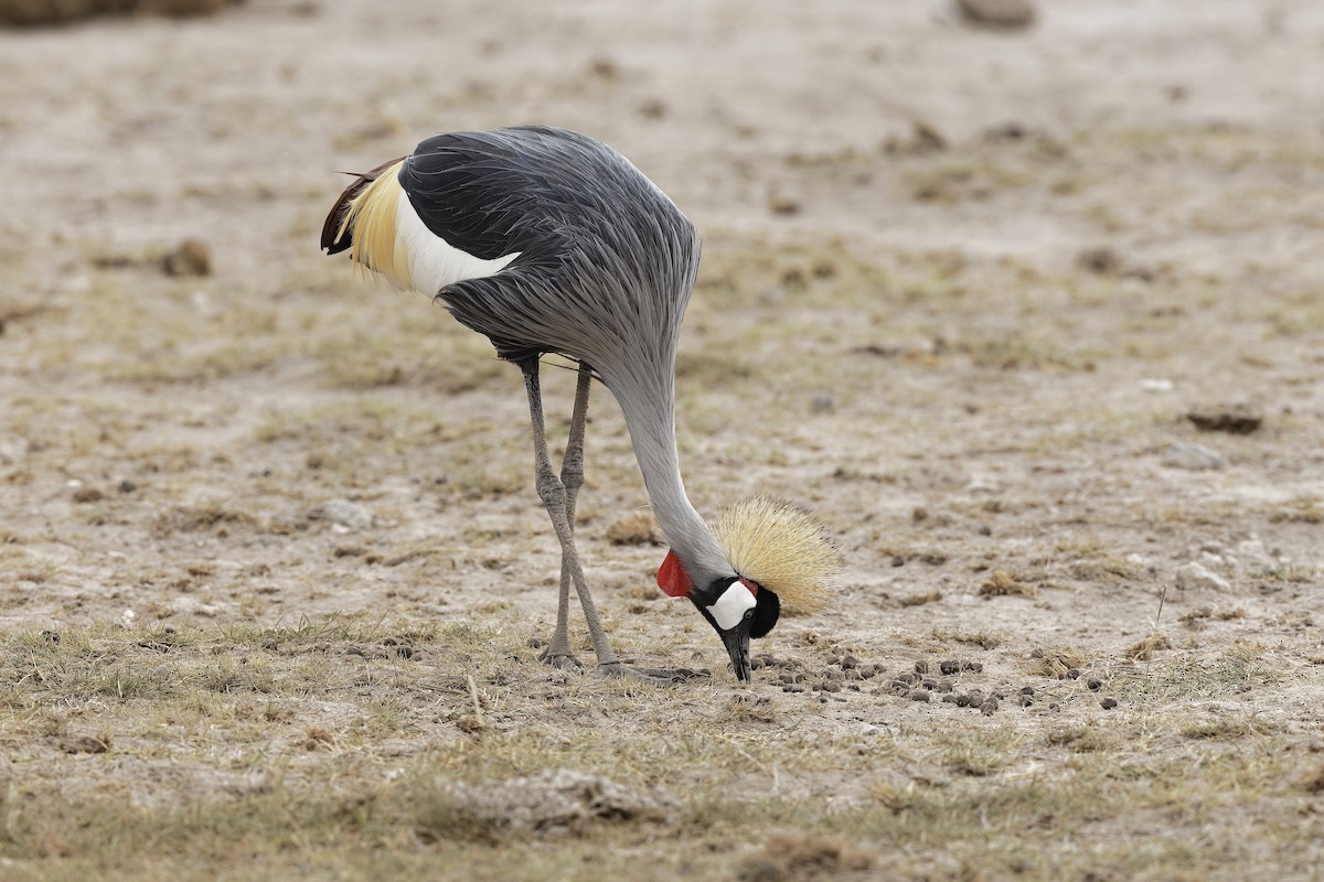 Gray Crowned-Crane - ML647601721
