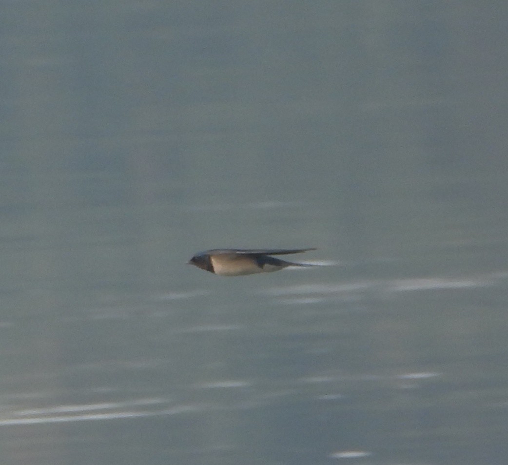 Barn Swallow - ML647601722