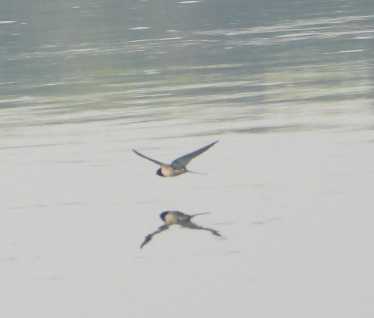 Barn Swallow - ML647601723