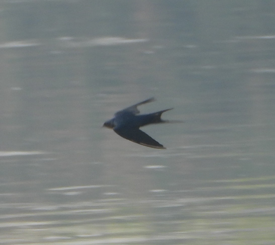 Barn Swallow - ML647601724