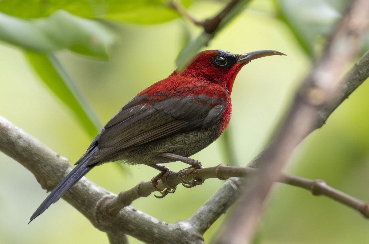 Crimson Sunbird - ML647601769