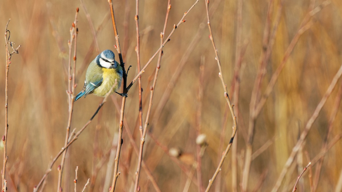 Eurasian Blue Tit - ML647601780