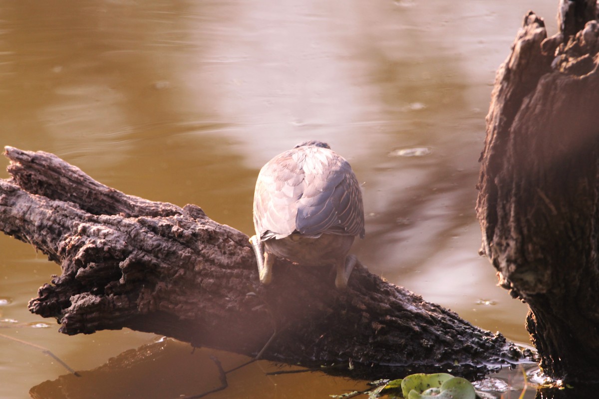 אפית מנגרובים - ML647601791