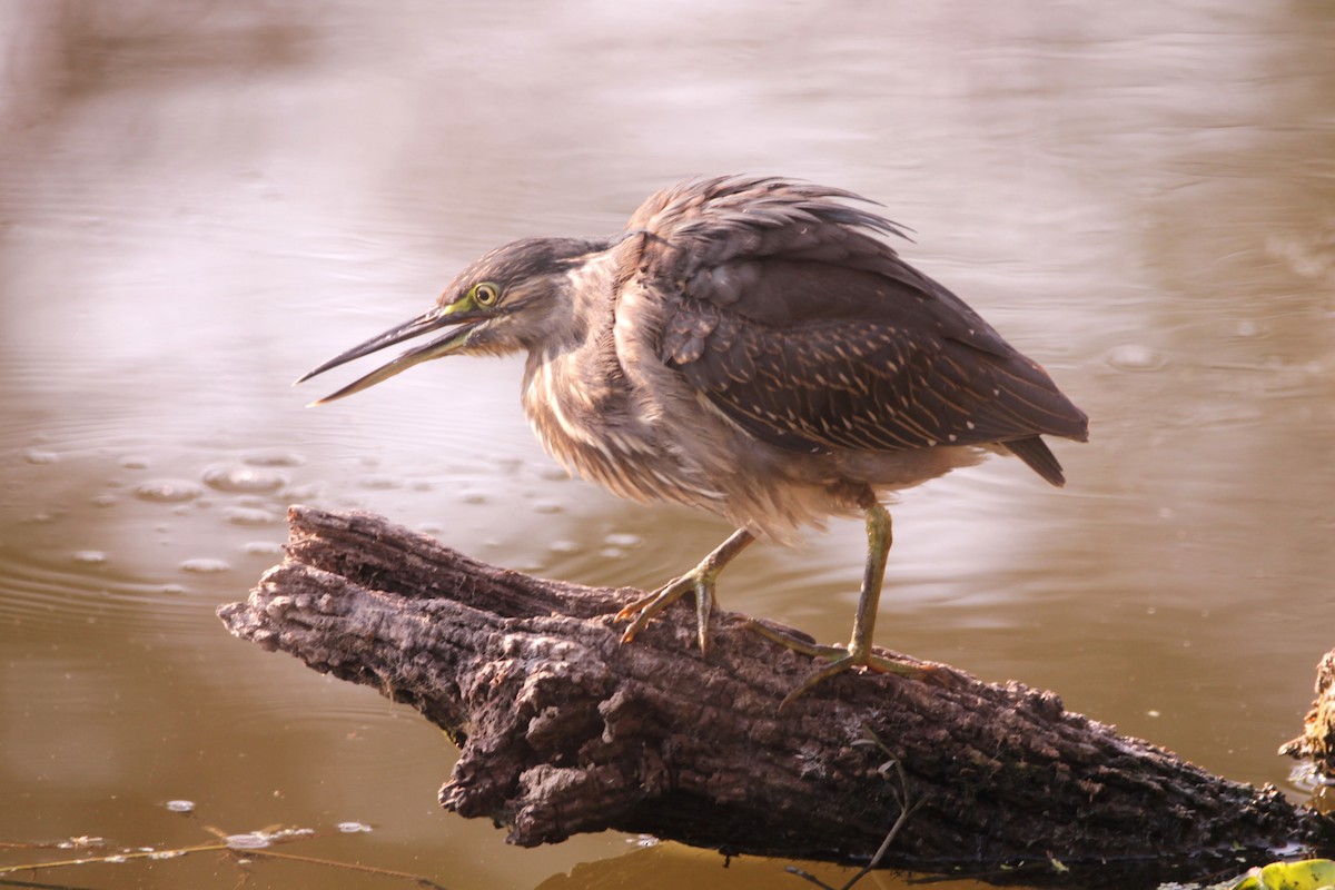 אפית מנגרובים - ML647601793