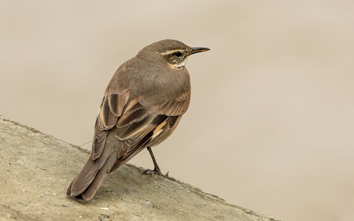 Buff-winged Cinclodes - ML647601799