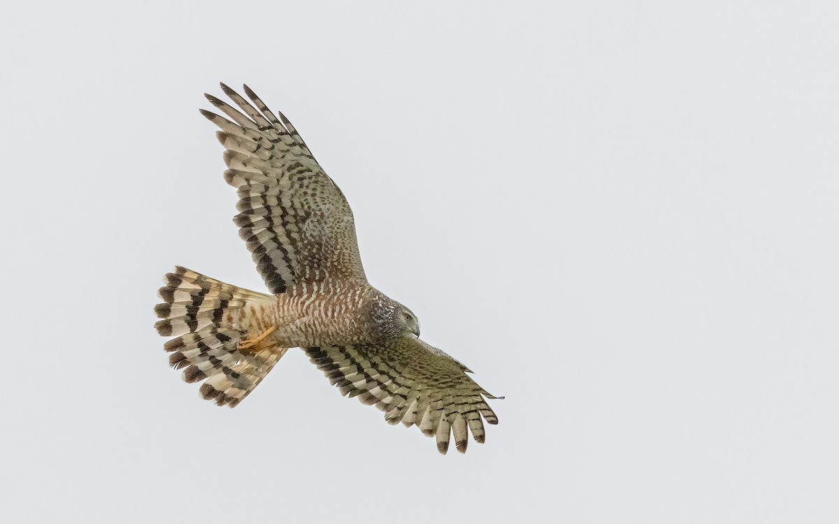Cinereous Harrier - ML647601800