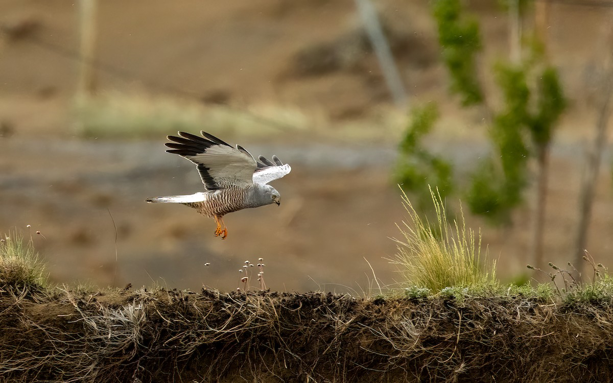 Cinereous Harrier - ML647601801